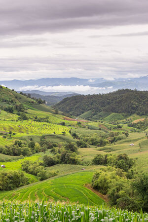 Green Terraced Rice Field in Chiangmai, Thailand.の写真素材