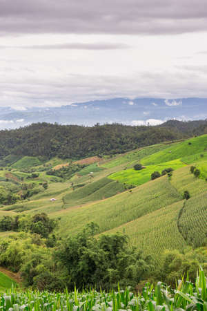 Green Terraced Rice Field in Chiangmai, Thailand.の写真素材