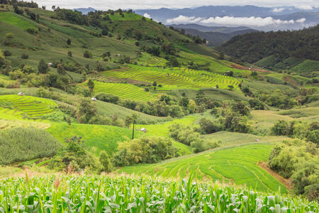 Green Terraced Rice Field in Chiangmai, Thailand.の写真素材
