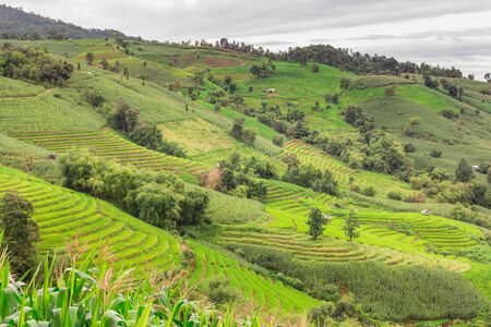 Green Terraced Rice Field in Chiangmai, Thailand.の写真素材