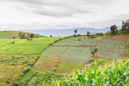 Green Terraced Rice Field in Chiangmai, Thailand.の写真素材
