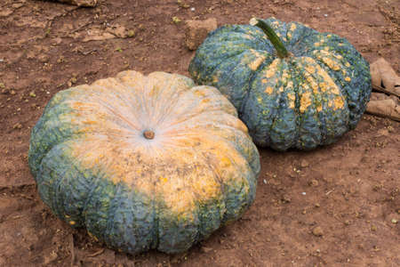 many ripe green pumpkin.の写真素材