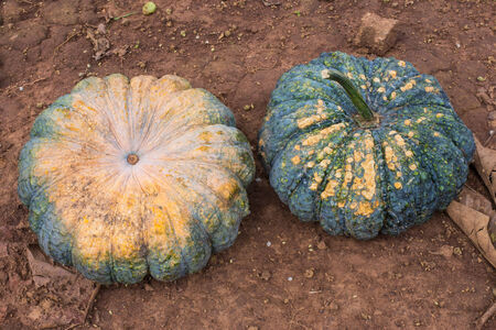 many ripe green pumpkin.の写真素材