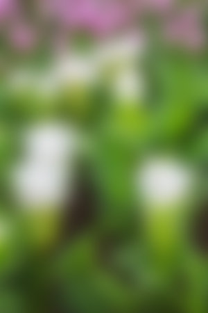 Abstract blur nature background.の写真素材