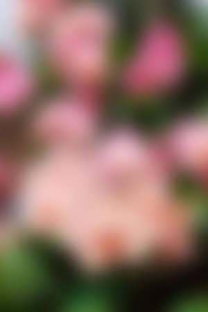 Abstract blur nature background.の写真素材
