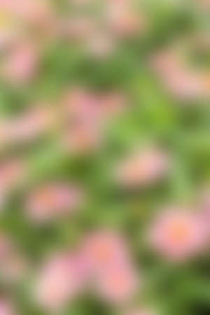 Abstract blur nature background.の写真素材