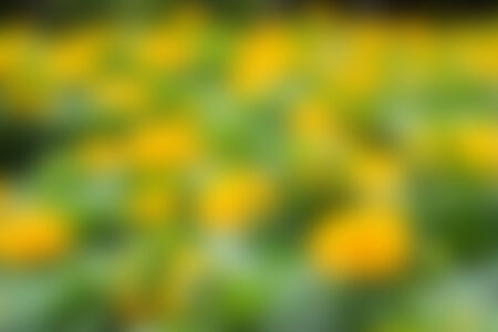 Abstract blur nature background.の写真素材