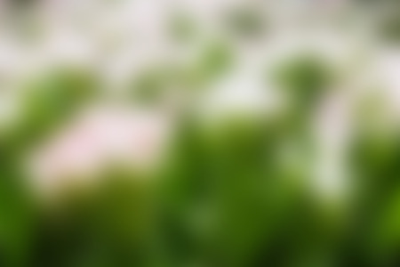 Abstract blur nature background.の写真素材