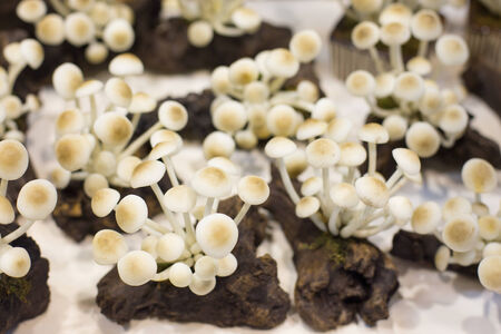 Close up of an assortment of mushrooms.の写真素材