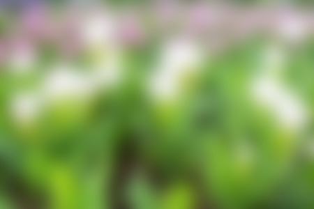 Abstract blur nature background.の写真素材