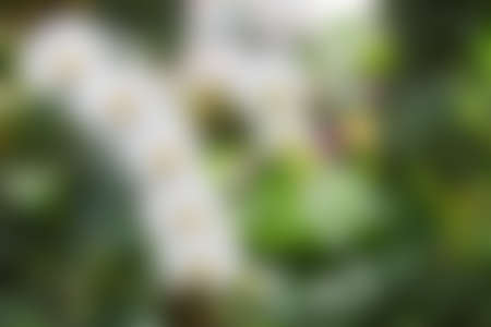 Abstract blur nature background.の写真素材