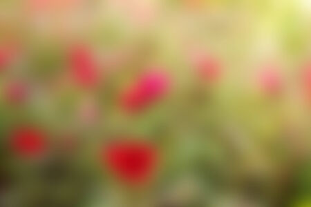 Abstract blur nature background.の写真素材