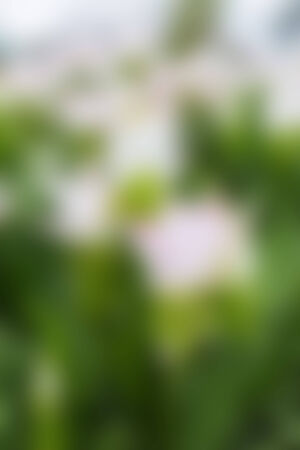 Abstract blur nature background.の写真素材