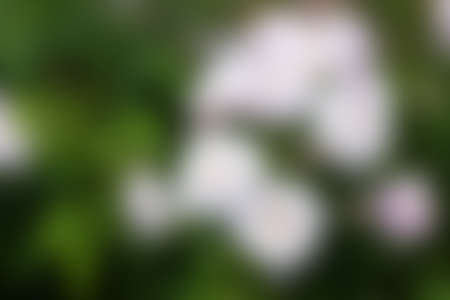 Abstract blur nature background.の写真素材