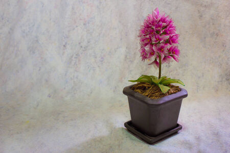 still life bogus flowers on painting background selected focus.の写真素材