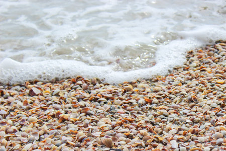 sea shells on sand beach.
