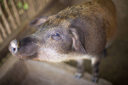 Black pig in farm.の写真素材