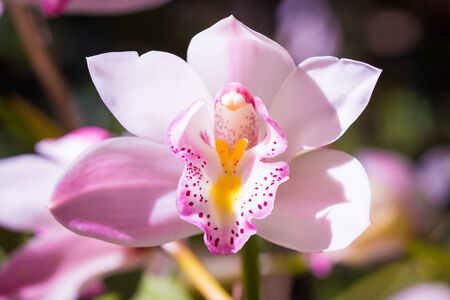 Cymbidium insigne.の写真素材