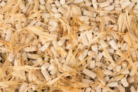 Corn leaves background.の写真素材