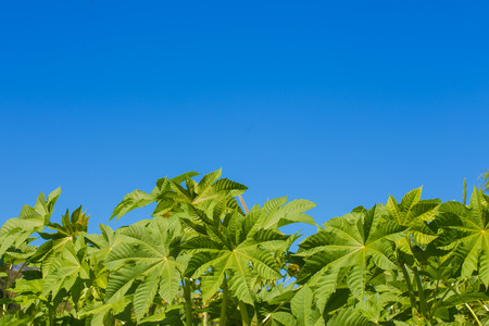 Tree leaves on blue sky background.の写真素材