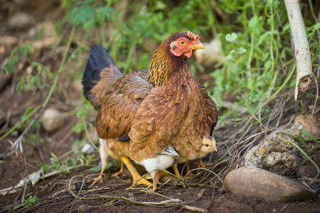 hen with chicks.の写真素材