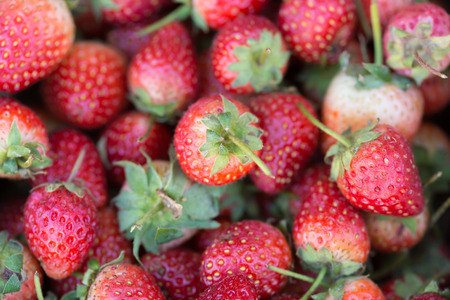 Seamless texture of juicy strawberriesの写真素材