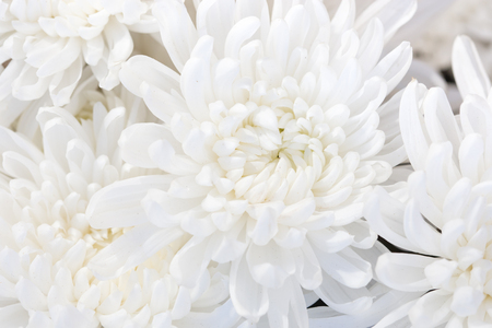 Background closeup of white chrysanthemum.の写真素材
