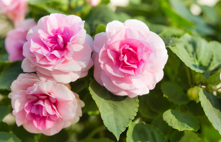 Close-up of pink fairy rose blossom on the treeの写真素材