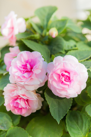 Close-up of pink fairy rose blossom on the treeの写真素材