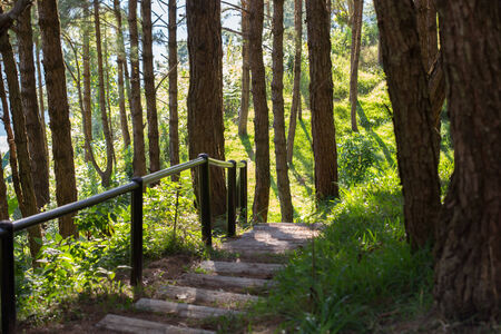 Photograph of a trail tracking deep into the shadowed forest.の写真素材