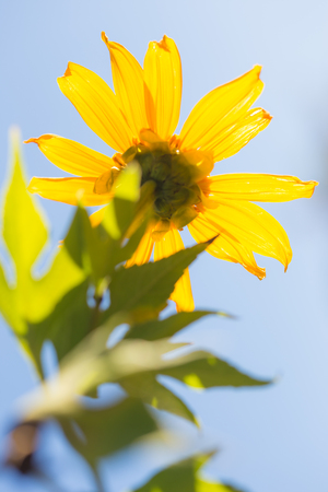 the colorful Mexican sunflower opening under the sky background.の写真素材