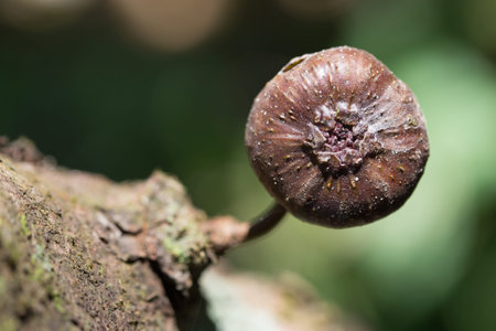 Little mushrooms.
