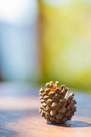 pine cones for Christmas decoration on the table.の写真素材
