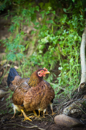 hen with chicks.の写真素材