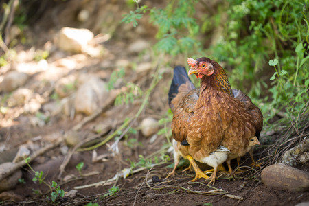 hen with chicks.の写真素材