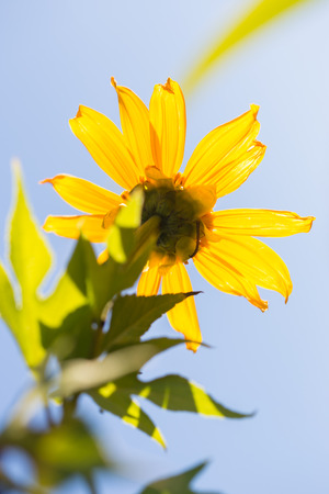 the colorful Mexican sunflower opening under the sky background.の写真素材