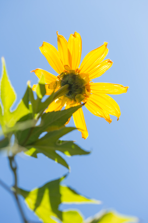 the colorful Mexican sunflower opening under the sky background.の写真素材