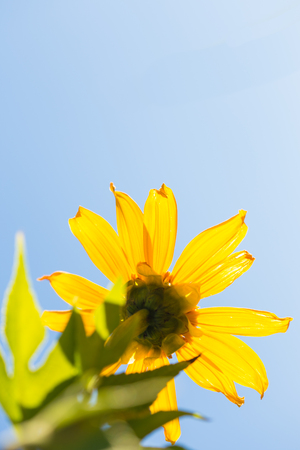 the colorful Mexican sunflower opening under the sky background.の写真素材