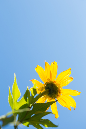 the colorful Mexican sunflower opening under the sky background.の写真素材