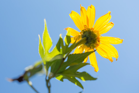 the colorful Mexican sunflower opening under the sky background.の写真素材