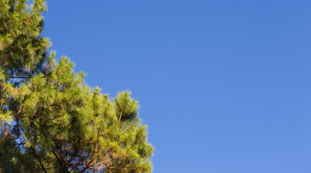 Pine Tree leaves on blue sky background.の写真素材