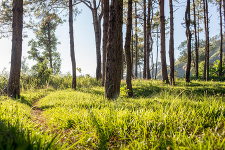 Photograph of a trail tracking deep into the shadowed forest.の写真素材