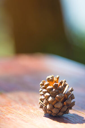 pine cones for Christmas decoration on the table.の写真素材