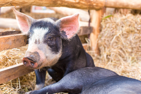 Black pig in farmの写真素材
