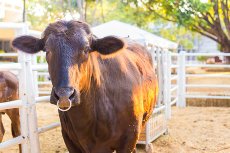 Cow in farm.