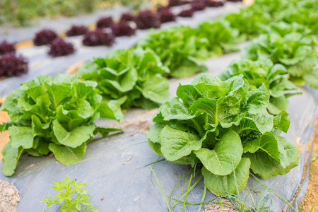 Lettuce and vegetable field.の写真素材