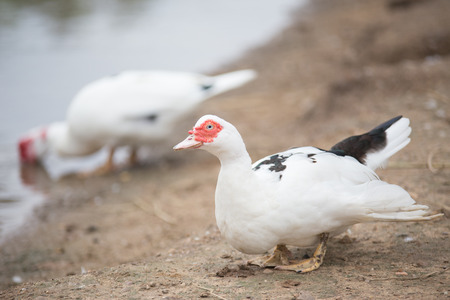 A duck, beside the pond, very lovely.の写真素材