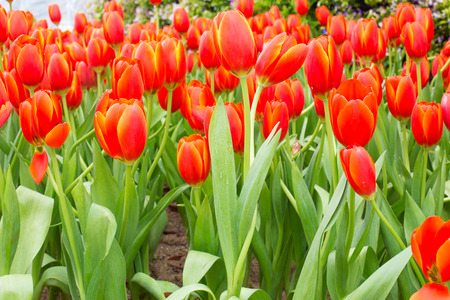 close up of tulip flower garden.の写真素材
