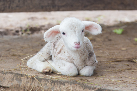 New born lamb.の写真素材