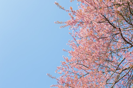 Chiangmai Thailand wild himalayan cherry prunus cerasoides like sakura in Doi-Khun-Wangの写真素材